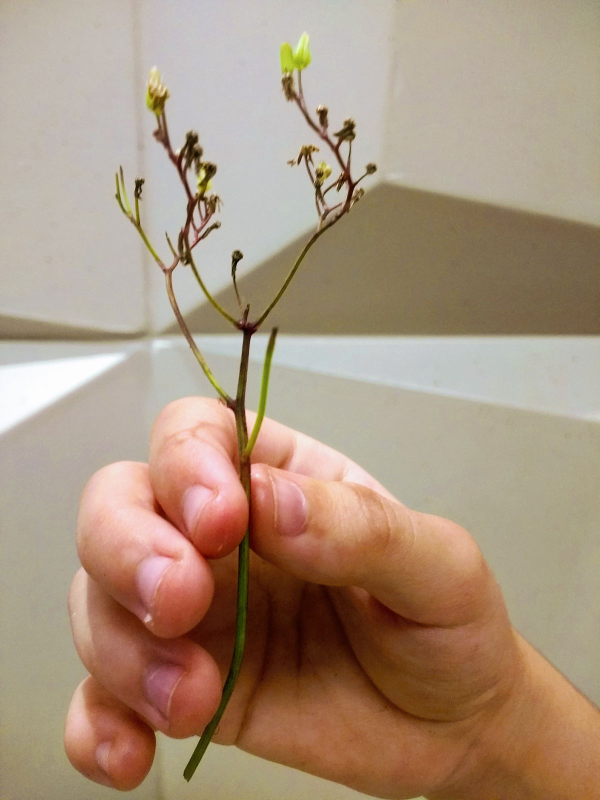 Lúcia Dias - Quarentena